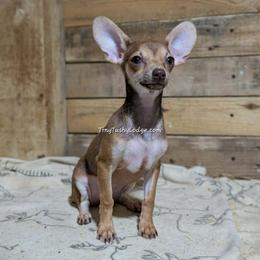 Companion Cross puppies from Tiny Tushy Lodge