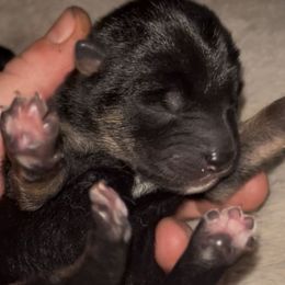 MameShiba AKC Boy2 - Black and tan male Shiba Inu puppy in Clewiston, Florida from Animal Farm Shiba Inus & Mameshibas