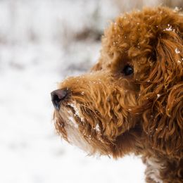 Poodles from Lark Lane Miniature Poodles