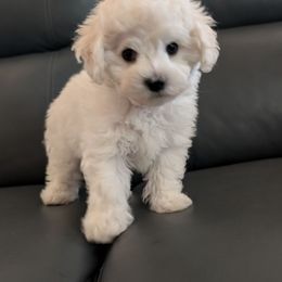 Bichon Frise Puppies from Charleston's Bichons