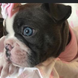 Aurora - Boston Terrier