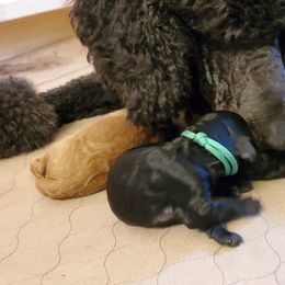 Poodle Puppies from Deborah Busch Poodles