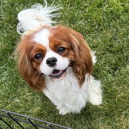 Omar - Cavalier King Charles Spaniel