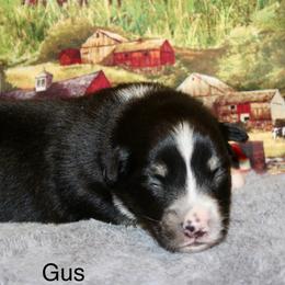 Gus - Black tri male Miniature Australian Shepherd puppy in Ronan, Montana from Dirt Road Aussie’s of Montana