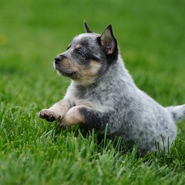 Australian Cattle Dog and Collie Puppies from Blackberry Hills