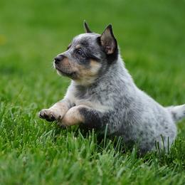 Australian Cattle Dog and Collie Puppies from Blackberry Hills