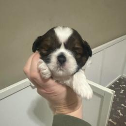 Girl 2 - Red and white female Shih Tzu puppy in Autryville, North Carolina from Carter Family Retrievers