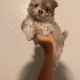 Milo - Chocolate merle male Pomeranian puppy in Okmulgee, Oklahoma from 918 Pomeranians