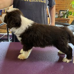 Bearded Collie Puppies from Aberlour Bearded Collies