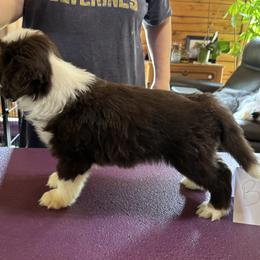 Bearded Collie Puppies from Aberlour Bearded Collies