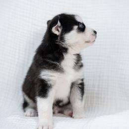 Orange - Black and white male Pomsky puppy in Spring City, Pennsylvania from Pomsky Power Puppies