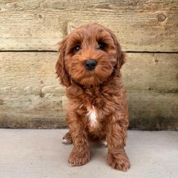 Sierra - Red female Australian Labradoodle puppy in Prunedale, California from Summer Hill Labradoodles