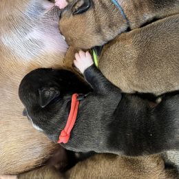 Boxer Puppies from Raynen Boxers, LLC