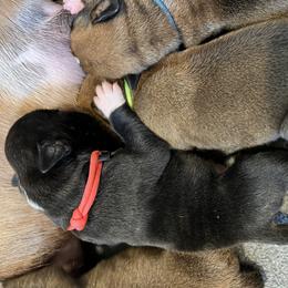 Boxer Puppies from Raynen Boxers, LLC