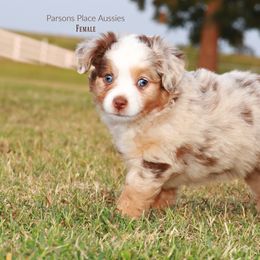 Miniature Australian Shepherd Puppies from Parsons Place Aussies