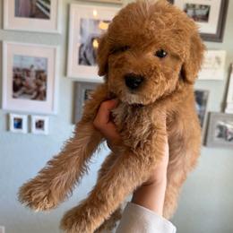Boy 1 - Red male Bernedoodle puppy in Spring Hill, Florida from Ohana Doodles x Frenchies