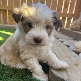 Melody - Parti female Miniature Schnauzer puppy in Menifee, California from Moonshine’s Minis