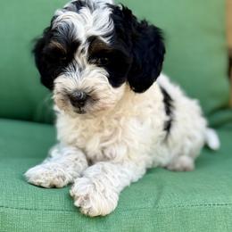Bingo - Black and white female Bernedoodle puppy in Colorado Springs, Colorado from Mercy Mountain Bernedoodles