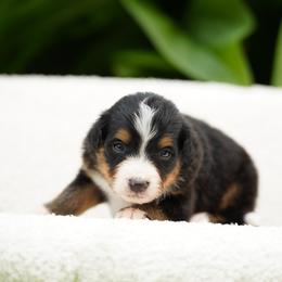 Max - Tri-color male Bernedoodle puppy in Spokane, Washington from Lilac City Doodles