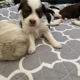 RTF 5 - Red Toy Australian Shepherd puppy in Clarendon, Texas from Seminole Ranches - Toy/Mini Aussies