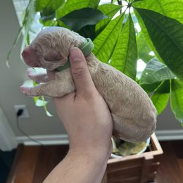 Goldendoodle Puppies from Sammy's Doodles