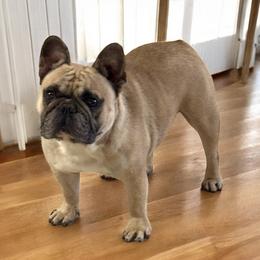Mr. Cooper - French Bulldog