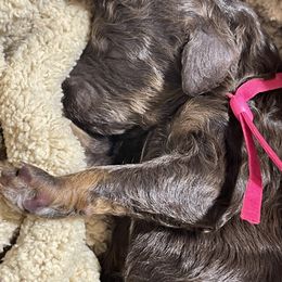 Poodle Puppies from Ladybug Poodles