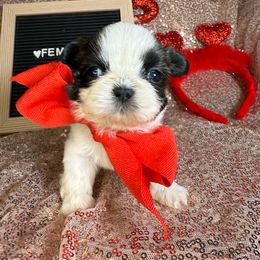 Girl 1 - Tricolor Shih Tzu puppy in Bullhead City, Arizona from Arizona Shih Tzu Land
