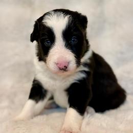 Male 2 - Black and white male Border Collie puppy in Morriston, Florida from Garcia Family Farms