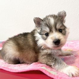 Shadow - Pomsky puppy in Jacksonville, Florida from Paws Of Pomskys