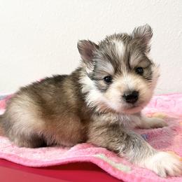 Shadow - Pomsky puppy in Jacksonville, Florida from Paws Of Pomskys