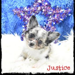 Justice - Merle male Chihuahua puppy in Demorest, Georgia from Sourpatch Chihuahuas