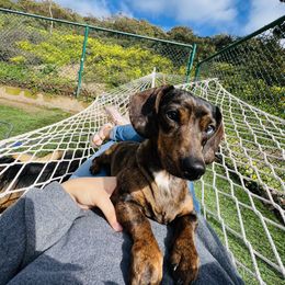 Dachshund puppies from Lily’s Mini Dachshunds