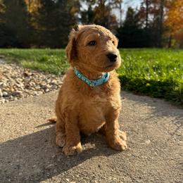 Light Blue - Male - Red  male Goldendoodle puppy in Kent City, Michigan from Hannah Mae Doodles