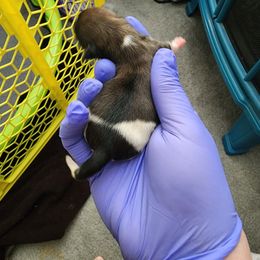 Yorkshire Terrier Puppies from Precious Paws LLC