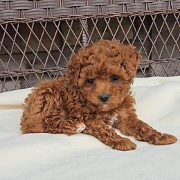 Tilly - Red female Cavapoo puppy in Blackfoot, Idaho from Rocky Desert Goldens and Cavaliers