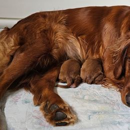 Golden Retrievers from Kingsbourgh Retrievers