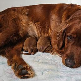 Golden Retrievers from Kingsbourgh Retrievers