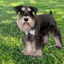 Stoker - Miniature Schnauzer