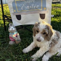 Autumn (orange collar) - Parti female Poodle puppy in Port Saint Lucie, Florida from Abbott Standard Poodles