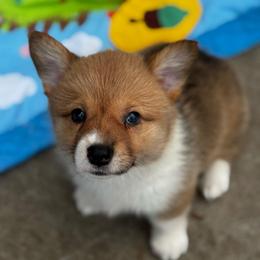 Melody - Sable female Pembroke Welsh Corgi puppy in Nortonville, Kansas from Low Riders Corgis & Mini Aussies