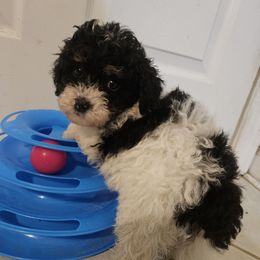 Myah - Black and white female Bernedoodle puppy in Galena, Illinois from Perry's doodles