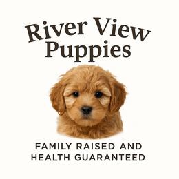 Havapoo puppies from River View Puppies