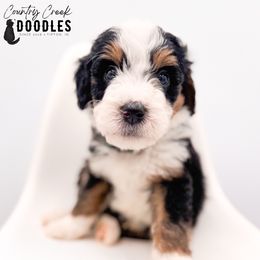 Dave - Tri-color male Bernedoodle puppy in Tipton, Indiana from Country Creek Doodles