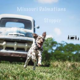 Dalmatian Puppies from Missouri Dalmatians