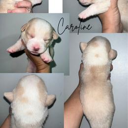 Caroline - Red and white female Cardigan Welsh Corgi puppy in Pilot, Virginia from Castle KC  (Katie's Corgis)  - VKM Farmstead