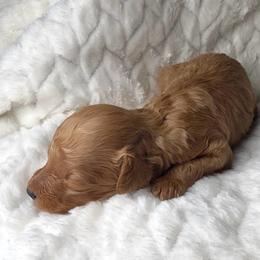 Toy poodle male - Red  male Poodle puppy in Crete, Illinois from Plum Valley Pups