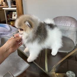 Pomeranian Puppies from Eelan’s Poms