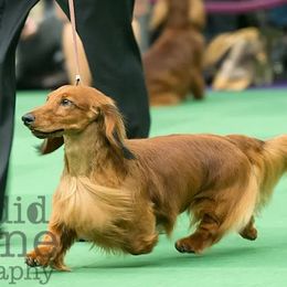 Dachshunds from Serenity Dachshunds
