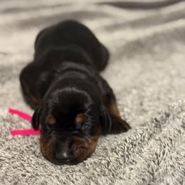 Girl 3 - Black and rust female Doberman Pinscher puppy in Lake City, Florida from Paintedcrazy Doberman Pinchers
